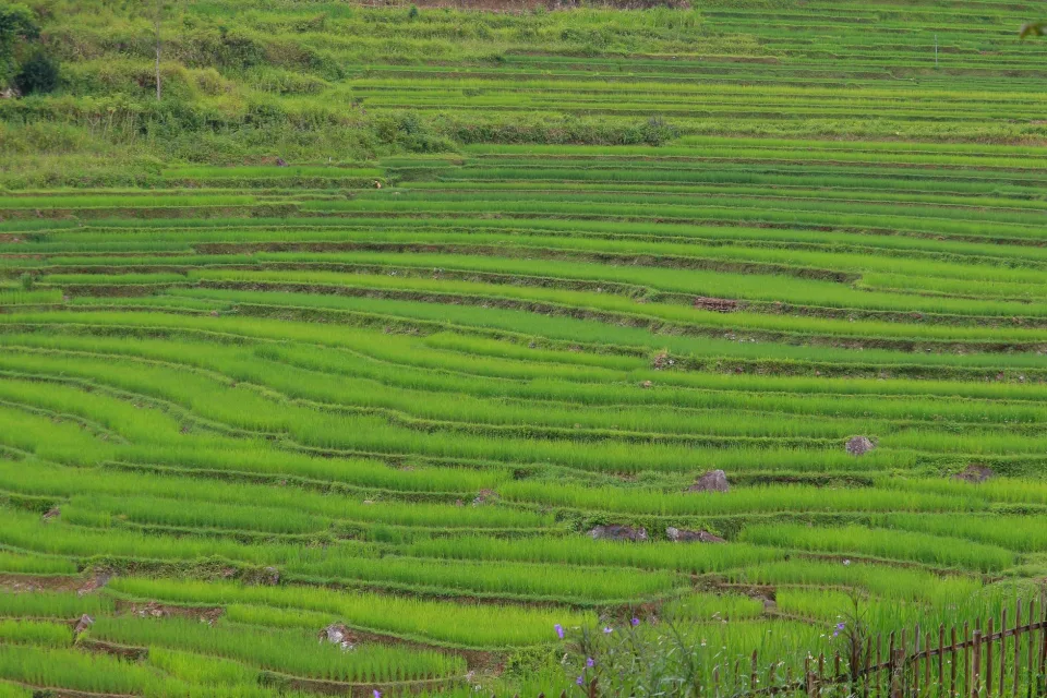 Kho gạo của Huỳnh Ngọc Quỳnh Như